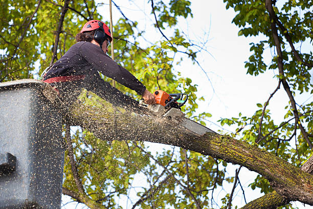 Residential Tree Removal in Lynchburg, TN